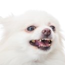 미소동물치과병원 이미지