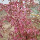 한일농장 이미지