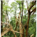 UR(의정부시)-[천보로]-하-57 | [20090621]천보산맥 종주(녹양역에서 천보산맥 따라 봉양사거리까지) - 2부