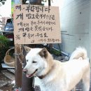 개밥그릇 이미지