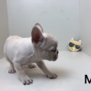 미스터 멍 애견샵 이미지