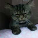 금천종합동물병원 이미지