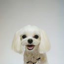 한강펫살롱 이미지