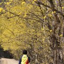 4월1일(일요일) 의성 산수유축제 이미지