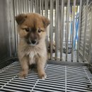 사단법인 한국동물구조관리협회 이미지