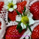 아원농장 이미지