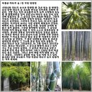 청죽