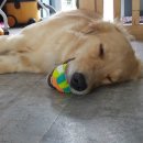 빙고 애견카페 이미지