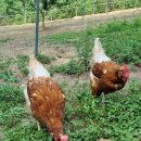 건강농장 이미지