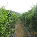 대박1농장 이미지