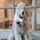 딸기애견미용실 이미지