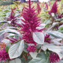 아마란스 이미지