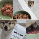 우주생고기 | 강아지생식 15살 노령견 생고기 영양식 구독해봄 바프독 맞춤 사료
