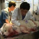 대학 동물병원 이미지