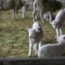 삼포목장 이미지