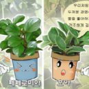 페페로미아 이미지