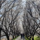 대평동_금강변길 이미지