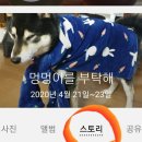 멍멍이를 부탁해 이미지