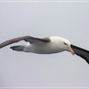 알바트로스 이미지