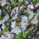 꼬치피다 이미지