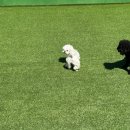 해피애견 | 광안애견호텔 덕분에 마음 놓였던 하루 해피의 첫 호텔링 후기