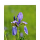 들꽃풍경 이미지