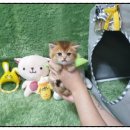 광주강아지분양 고양이분양 펫왕국 이미지