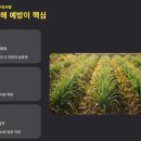 흙사랑 웰빙촌 | 대파 모종 심는 시기