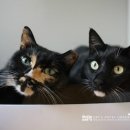 우다닥고양이호텔 이미지