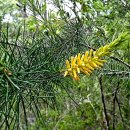 솔잎지벙 [pine-leaved geebung, 페르소오니아 핀폴리아 (Persoonia pinifolia)] 이미지