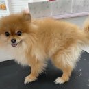 부티뽀샤 이미지