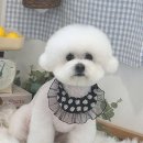 천사 애견 | 우리 냥이, 생애 첫 미용 도전기: 뽀송뽀송 천사가 된 이야기 아산 애견미용