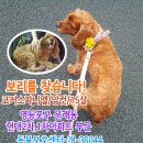 강아지를찾습니다,잉글리시코카스파니엘,암컷,서울시 영등포구 문래동6가 45 현대2차,1차 아파트 부근 이미지