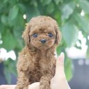 (주)서울파마 이미지