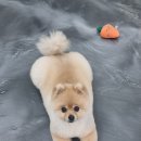 bbodog(뽀독) 이미지