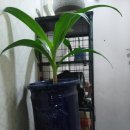 꽃과나무 이미지