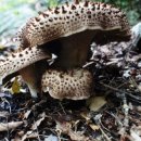 사랑채오리마을 이미지