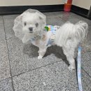 아프리카펫센터 이미지