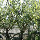 김종배농장 이미지