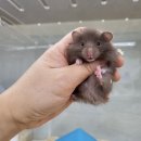 달빛 햄스터리 이미지