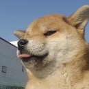 룰루랄라 이미지