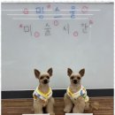 멍스쿨 전주애견유치원 애견호텔 이미지