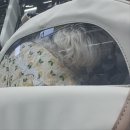 카페온니담 | [보리의 일상] 대구 근교 화원 야외, 실내 애견카페 카페온니담 방문 후기
