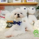 개스트펫살롱 이미지