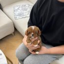 앨리스코리아켄넬 이미지