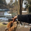 동백목장2 이미지