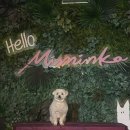 그랜드 애견 미용 | 울산 미밍코 펫카페ㅣ도심 한가운데 강아지와 함께하는 힐링 카페