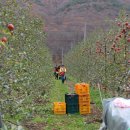 양산배내골 사과정보화마을 이미지