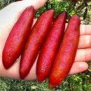 핑크 핑거라임 Pink Finger Lime Seeds 이미지