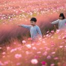 황기순농장 | 2025년 가을 안성팜랜드: 핑크뮬리·코스모스, 아이와 함께 완벽 체험 가이드